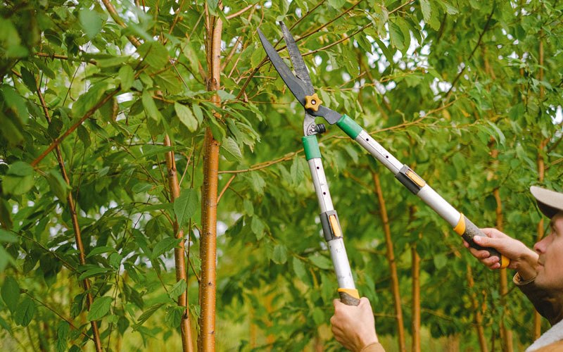 Tree trimming in Fairfield, IA